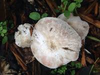 Agaricus californicus image