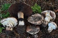 Agaricus lilaceps image