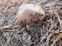 Suillus neoalbidipes image