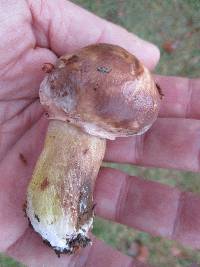 Suillus neoalbidipes image