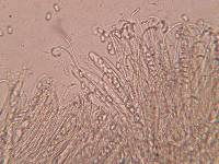 Otidea alutacea image