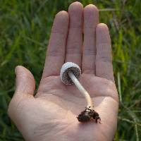 Panaeolus antillarum image