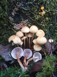 Hypholoma capnoides image