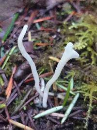 Clavaria acuta image