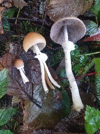 Psathyrella longistriata image