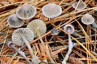 Mycena capillaripes image