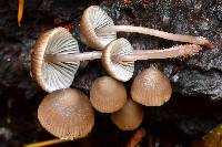 Mycena maculata image