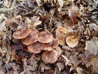 Tricholoma fulvum image