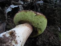 Boletus regineus image