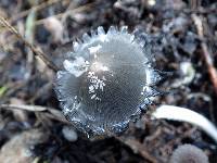 Coprinopsis cinerea image