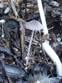 Coprinellus marculentus image