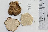 Tuber candidum image