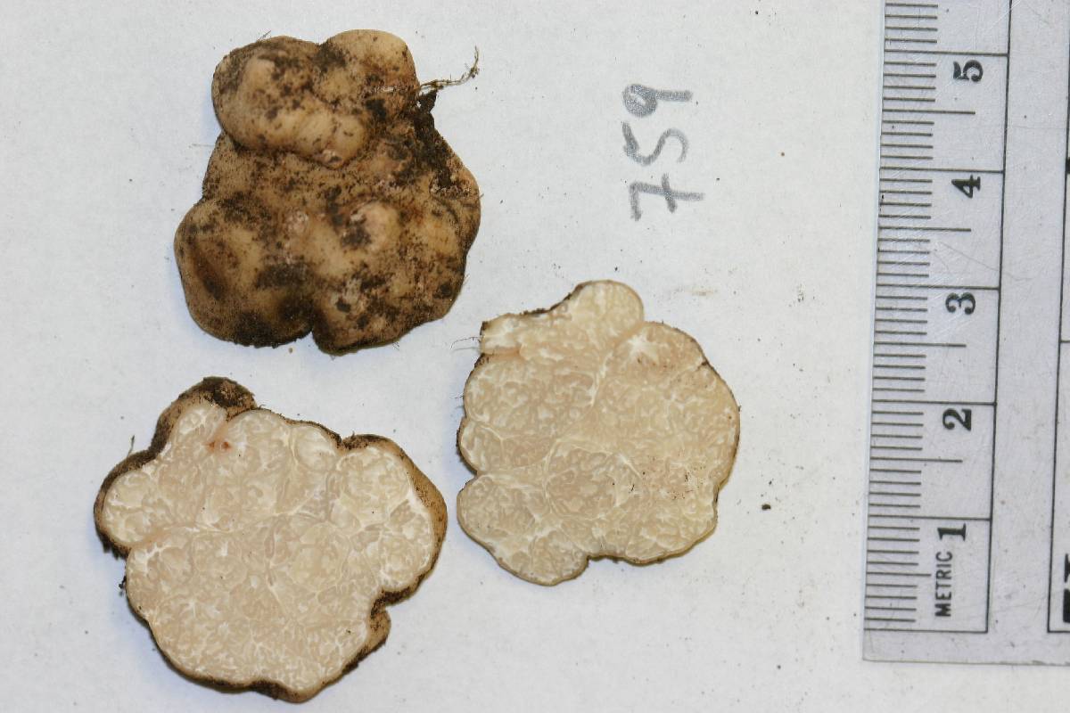 Tuber candidum image