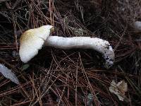 Tricholoma arvernense image