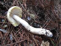 Tricholoma arvernense image