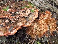 Abortiporus biennis image