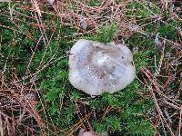 Tricholoma portentosum image