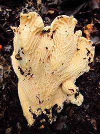 Cantharellus subalbidus image