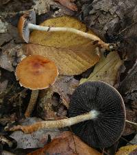 Leratiomyces squamosus var. thraustus image