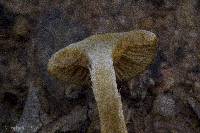 Pholiota gummosa image
