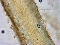 Pholiota gummosa image