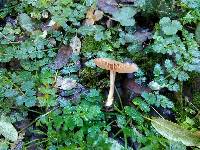 Entoloma rhodopolium image