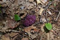 Clavaria zollingeri image