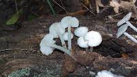 Termitomyces microcarpus image