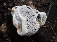 Bjerkandera adusta image