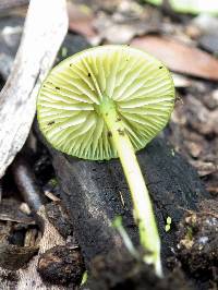 Entoloma incanum image