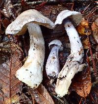 Cortinarius alboviolaceus image