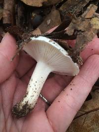 Hygrophorus subsordidus image