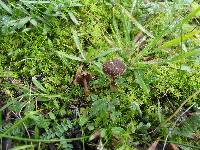 Cortinarius scobinaceus var. cistohelvelloides image