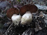 Armillaria sinapina image