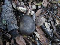 Entoloma ferruginans image