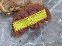 Ganoderma sessile image