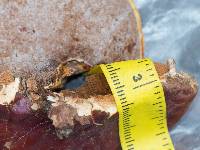 Ganoderma sessile image