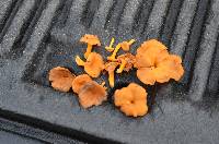 Cantharellus ignicolor image