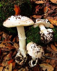 Amanita calyptratoides image