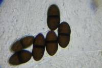 Delitschia patagonica image