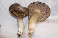 Entoloma ferruginans image