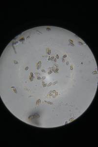Punctularia atropurpurascens image