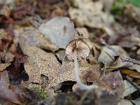Pluteus phlebophorus image