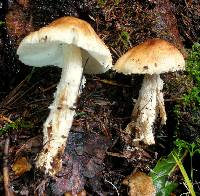 Lepiota spheniscispora image