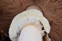 Agaricus albolutescens image