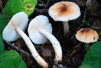 Lepiota spheniscispora image