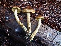 Cortinarius thiersii image