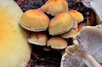 Hypholoma capnoides image
