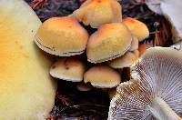 Hypholoma capnoides image