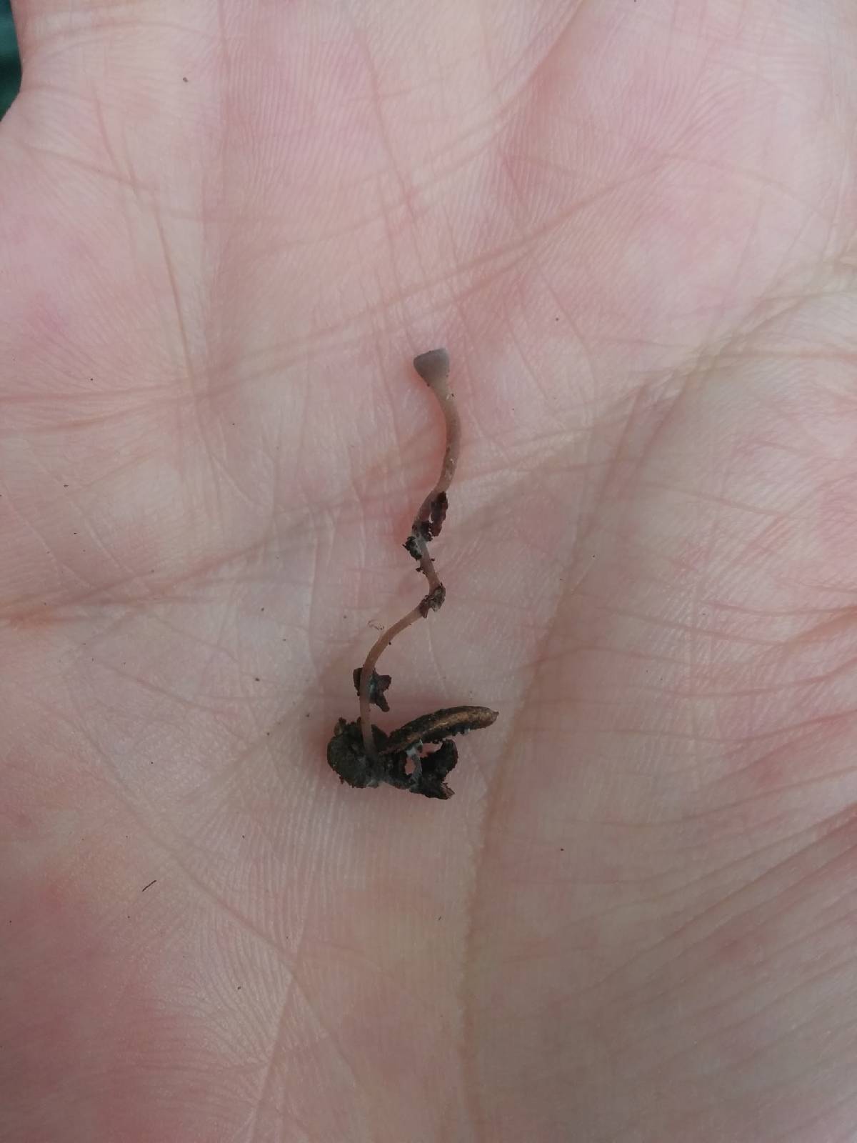 Ciborinia camelliae image